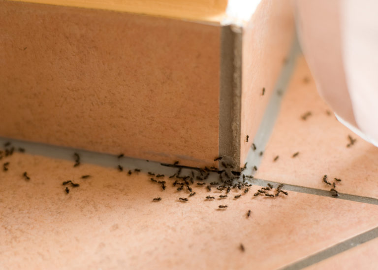 Ослободете се од мравките во домот: Решението е само 10 денари