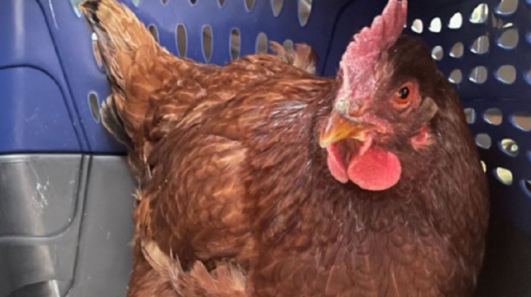 Јајце од оваа обична кокошка вреди 36.500 денари: Сопственичката во шок
