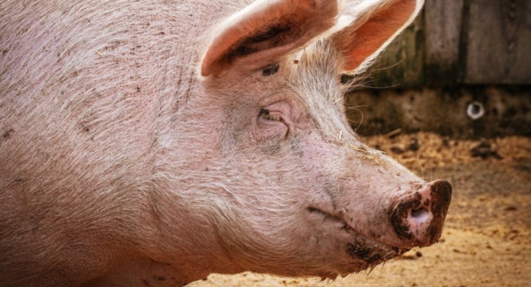 Месар загина додека колел свиња: Не очекувал да се разбуди, колегата затекнал страшна сцена